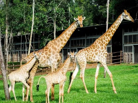 Hé lộ phút chào đời của những “bé” sơ sinh nửa.. tạ tại công viên hoang dã lớn nhất Việt Nam