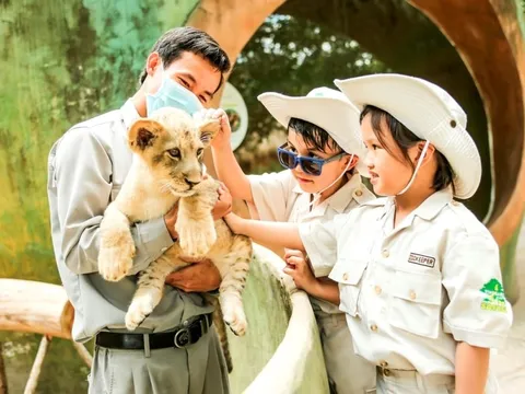 24 giờ của “bố hổ”, “mẹ sư tử” ngoài đời tại Vinpearl Safari
