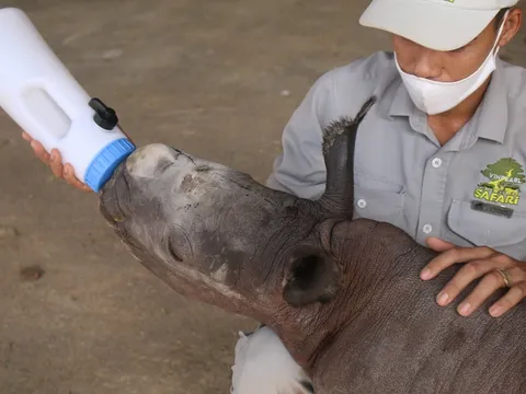 Chuyện ít người biết về những “bảo mẫu” động vật hoang dã tại Vinpearl Safari Phú Quốc