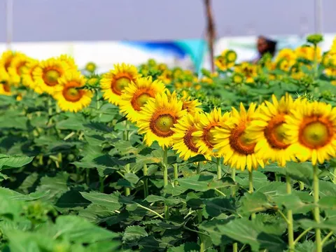 Điểm sống ảo cực chất giữa lòng Sài Gòn đã trở lại